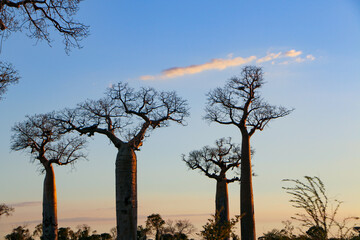 Baobab tree in Madagascar