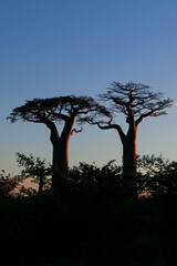 Baobab tree in Madagascar