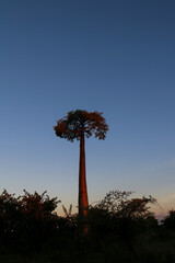 Baobab tree in Madagascar
