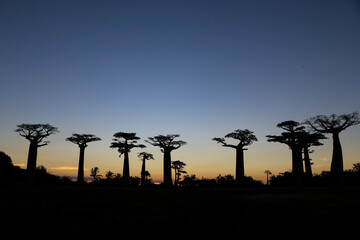 Baobab tree in Madagascar