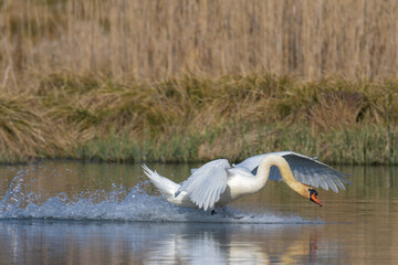 A swan lands