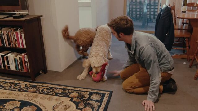A man engaged with two dogs in a cozy living room. He interacts with the dogs, throwing a toy for them to fetch and running around with them. The dogs show excitement and joy as they play with their
