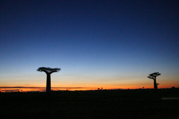 Baobab tree in Madagascar