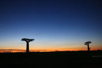 Foto auf Acrylglas Baobab tree in Madagascar © Hanlu