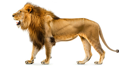 Obraz premium lion isolated on white