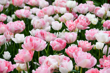 ピンクのチューリップ「アンジェリケ」の花畑	