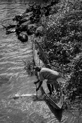 Traversée du bétail