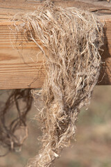dry flax branches with flax fibers