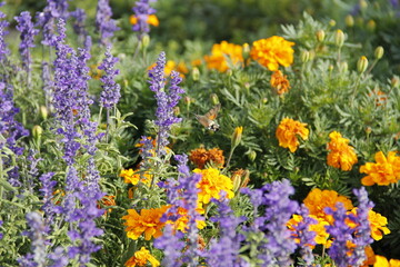 Humming-bird Hawk-moth