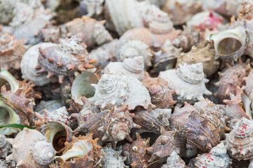 Empty conch shells found on the shore. Turban snail, Turbo cornutus, Turbinidae