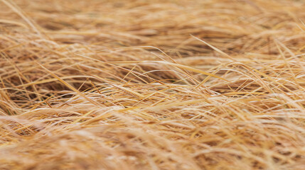 Wet silver grass fallen by the wind. Amur silvergrass, Miscanthus sacchariflorus