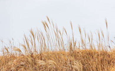 Fototapeta premium Amur silvergrass wet from the rain. Miscanthus sacchariflorus