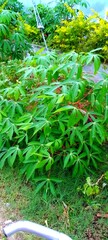 Cassava plant growing in a farm 