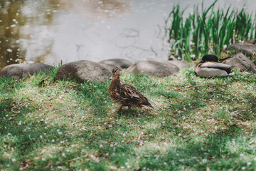 中島公園の鴨