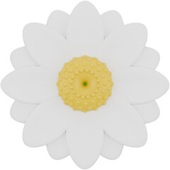 3d daisy flower. Front view 3d render illustration with spring season theme.