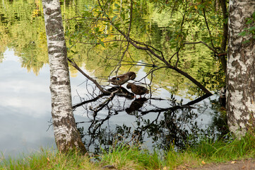 Fototapete bei efototapeten.de bestellen   