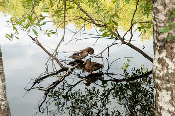 pair of ducks on the lake in the forest
