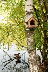 ducks and bird house in the forest at the lake	