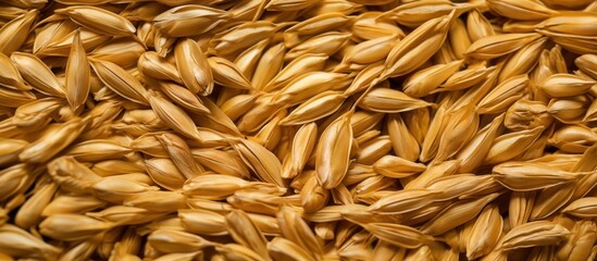 back, barley seeds close up. Yellow barley grains