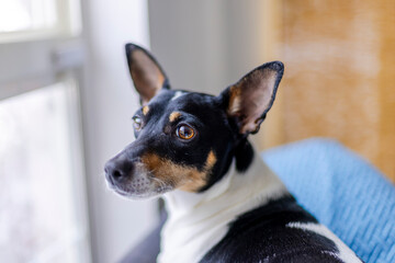 A Toy Fox Terrier lounging on the couch, keeping a watchful eye on the surroundings through the...