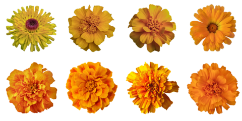 Set Of Marigold Flowers Isolated On Transparent Background