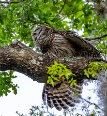barred owl looking for food