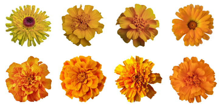 Set Of Marigold Flowers Isolated On Transparent Background