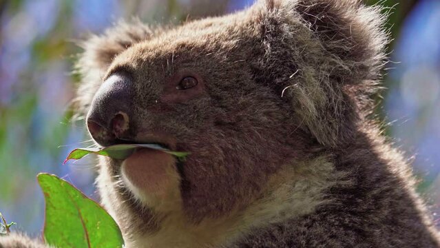 Koala eating leaves in the wild. Hanson Bay, Kangaroo Island, South Australia.