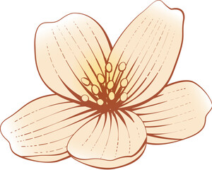 Vintage Engraving Drawing Flower Blossom