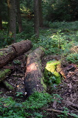 Obraz premium Landscape in Autumn in the Sunder in the Town Walsrode, Lower Saxony