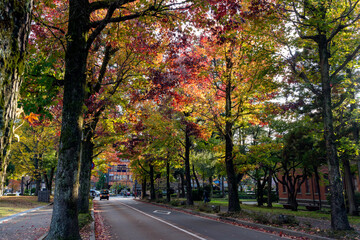 晩秋の金沢旅行　紅葉のアメリカ楓通り