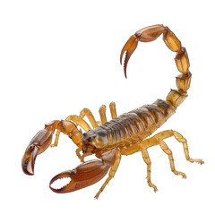 side view of scorpion transparent isolated on white png - obrazy, fototapety, plakaty