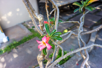 The beauty of pink adenium arabicum flower