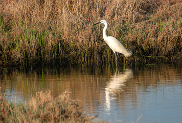 white heron looking for food in the water