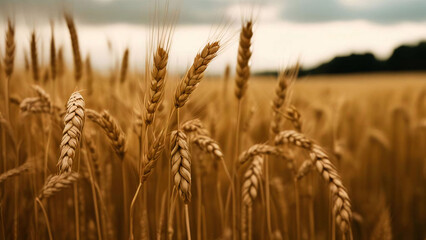 Fototapeta premium Wheatfield. Ears of golden wheat close-up. Generative AI.