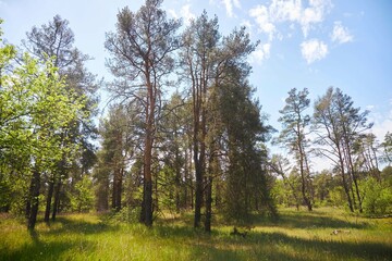 Fototapeta na wymiar Coniferous forest in the daytime.