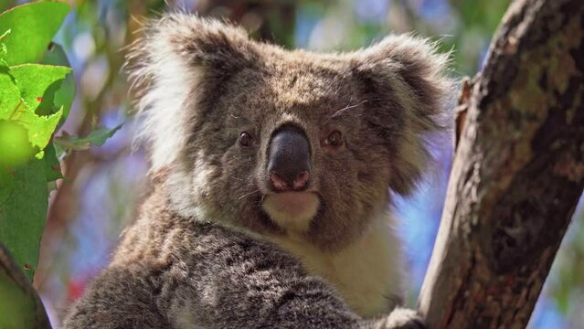 Koala eating leaves in the wild. Hanson Bay, Kangaroo Island, South Australia.