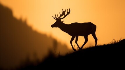 Silhouette of deer on sunset sky.