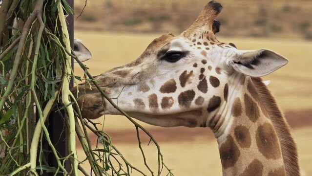 Giraffe feeding at safari park in Monarto, South Australia