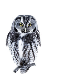 great owl isolated on white background