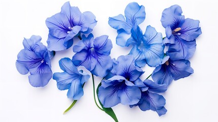 Fototapeta premium Ethereal Beauty: Blue Iris Flower Isolated on White Background