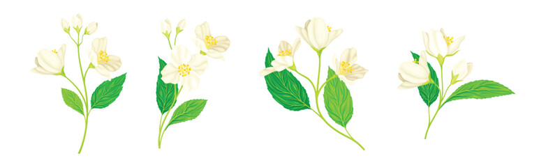 Jasmine Flower with Stalk and Green Leaves Vector Set