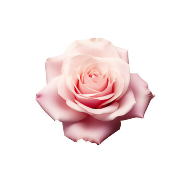  Single rose flower in pastel pink, isolated PNG