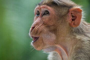 Close-up view of monkey growling