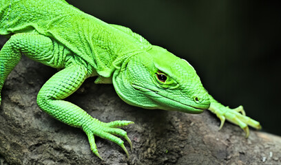 Fototapeta premium green dragon lizard on natural background created with generative ai technology. High quality illustration