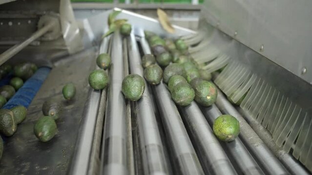 AVOCADO PACKING HOUSE AT MICHOACAN MEXICO