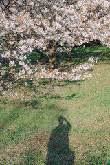 Spring Afternoon with Blooming Sakura in Japan