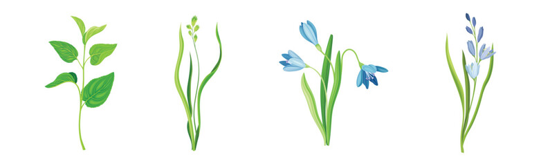 Purple Flower on Green Stem with Leaf as Meadow or Field Plant Vector Set