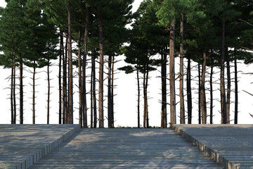 3D render pine forest with multiple views on a transparent background