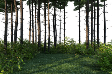 3D render pine forest with multiple views on a transparent background